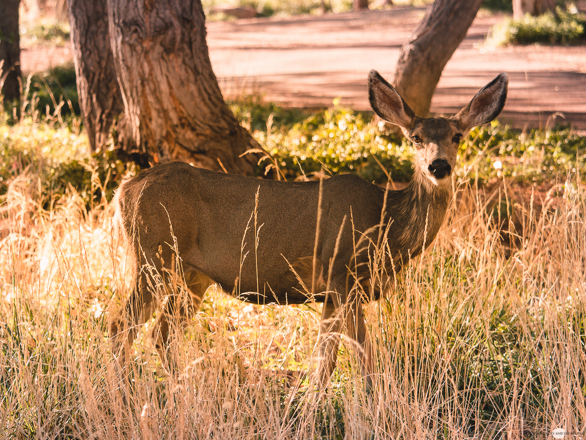 Zion National Park Utah USA Roadtrip Deer Reh