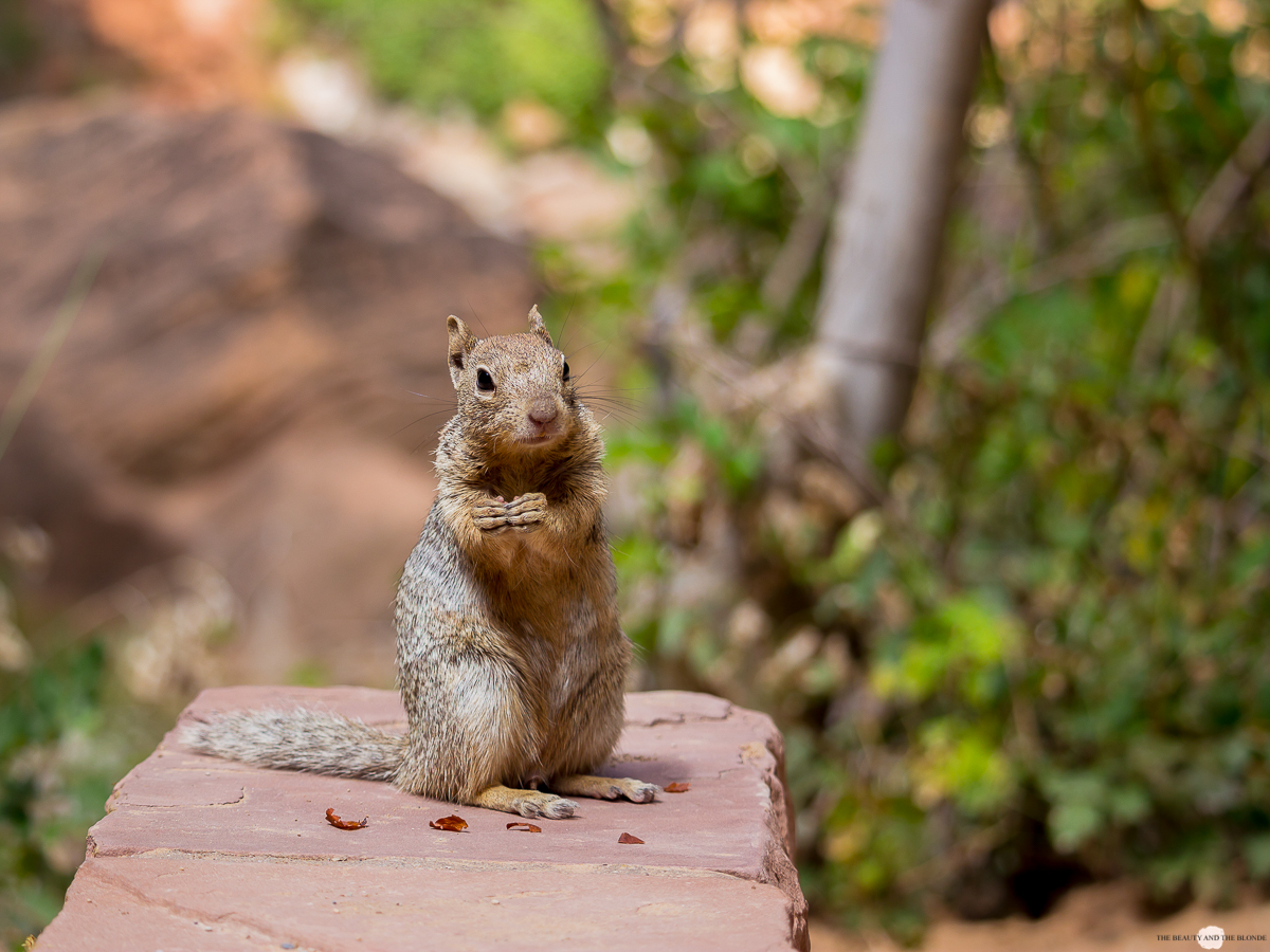 Zion National Park Utah Roadtrip Travel Diary Squirrel