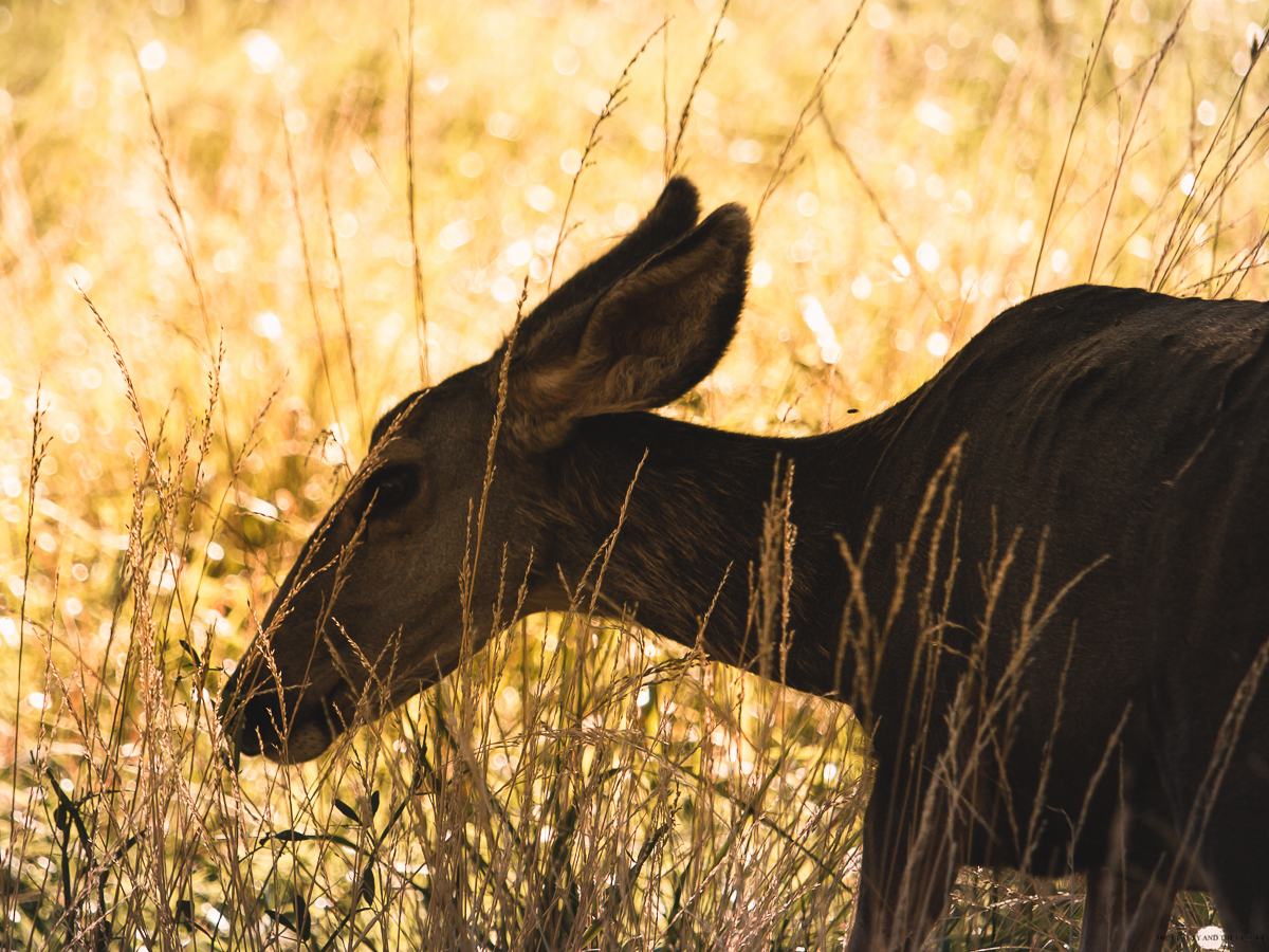 Zion National Park Utah USA Roadtrip Deer Reh