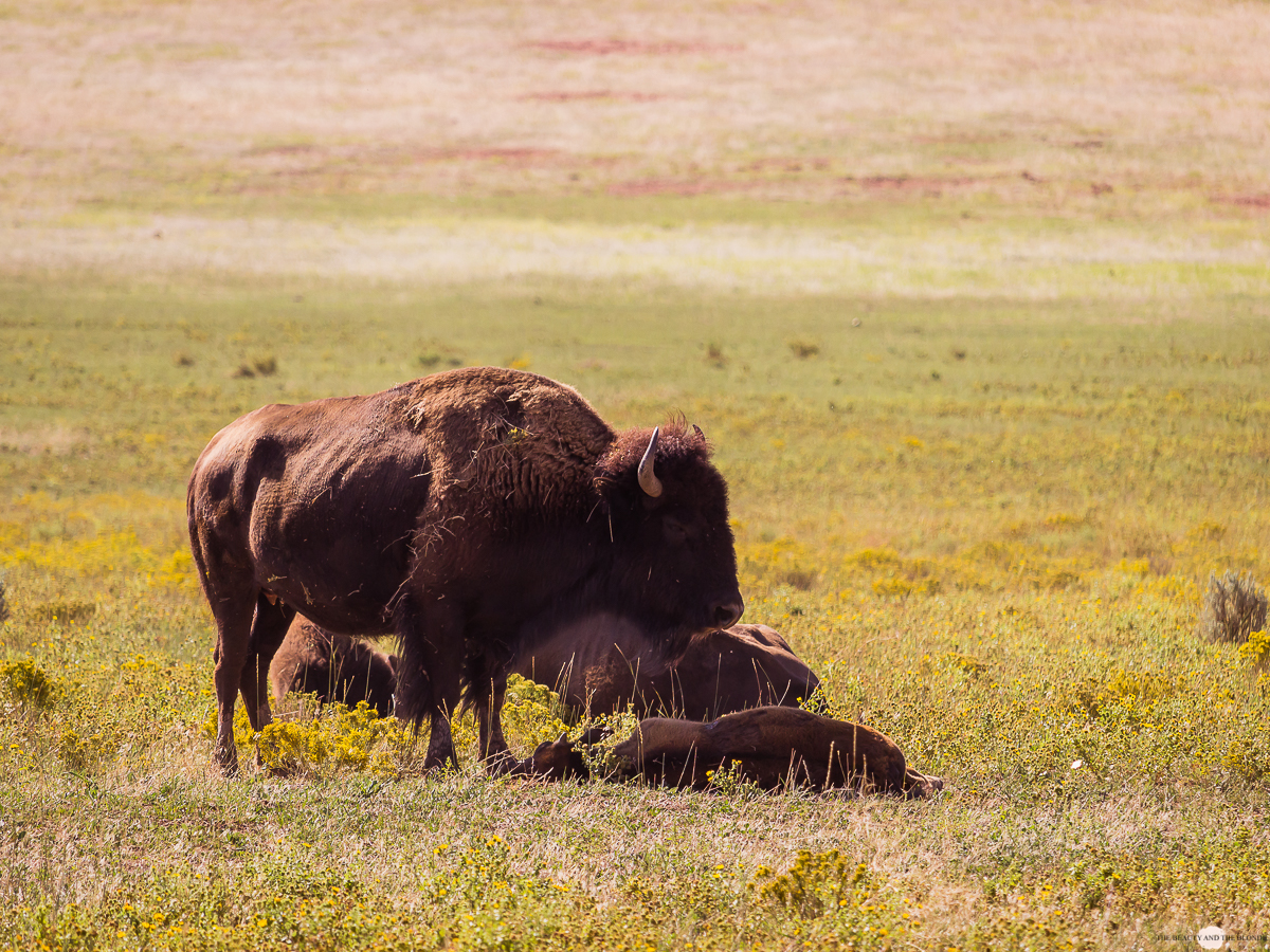 Zion National Park Utah Roadtrip Buffalo 
