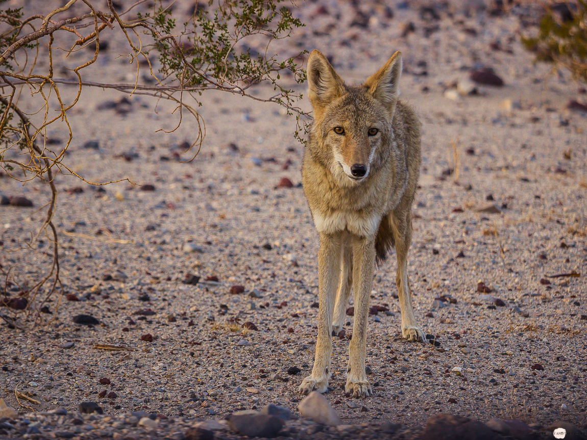 Death Valley Kojote Coyote Westcoast USA Roadtrip Travel Diary Reisebericht