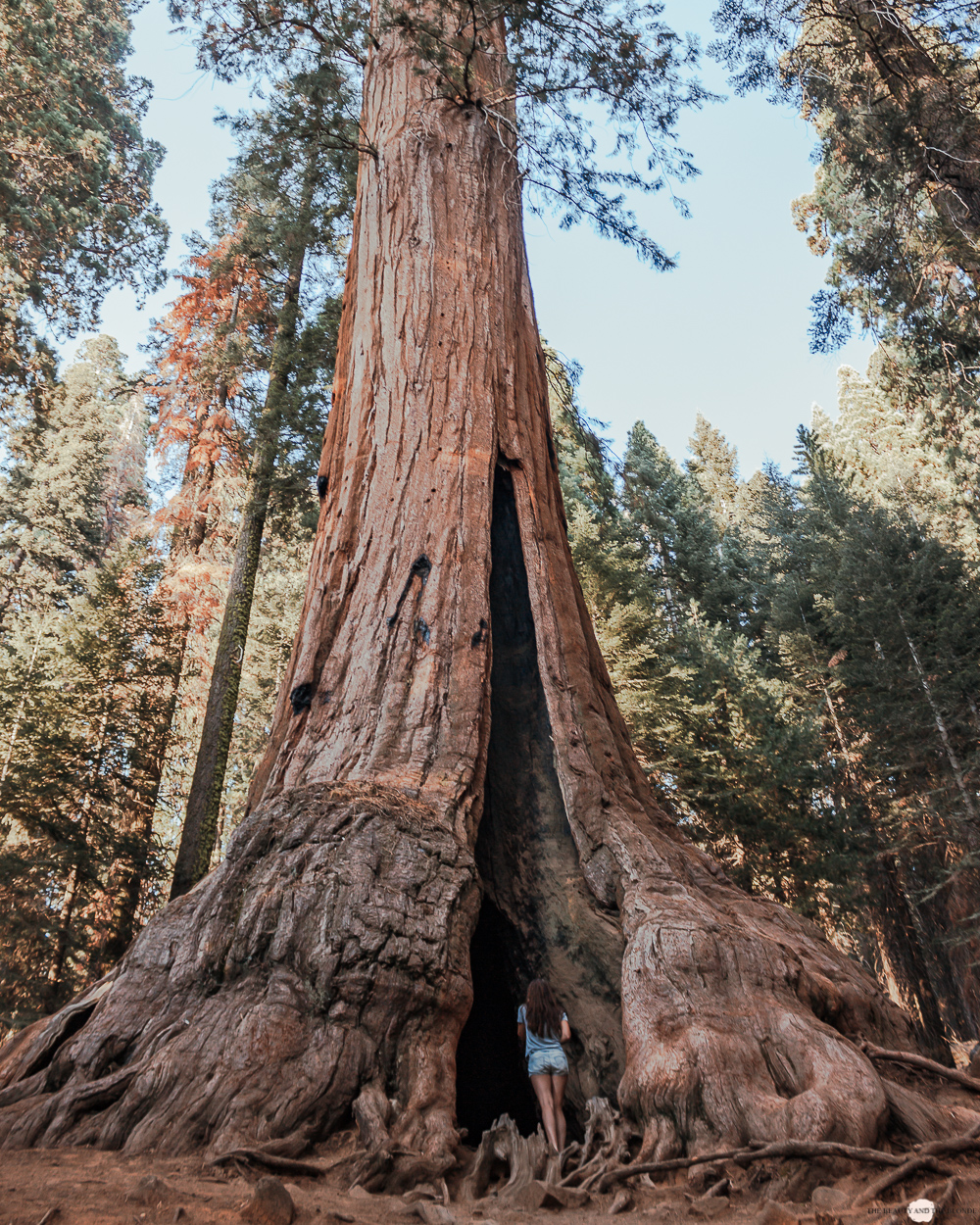 Sequoia National Park Westcoast Roadtrip 