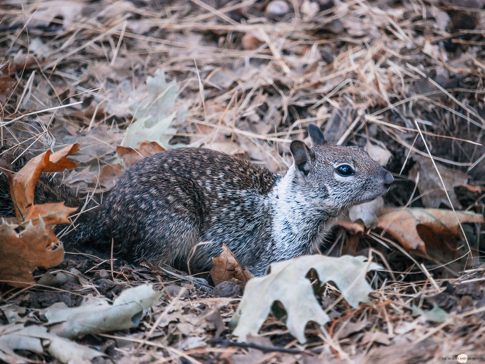 Yosemite National Park Valley Loop Trail Squirrel Eichhörnchen