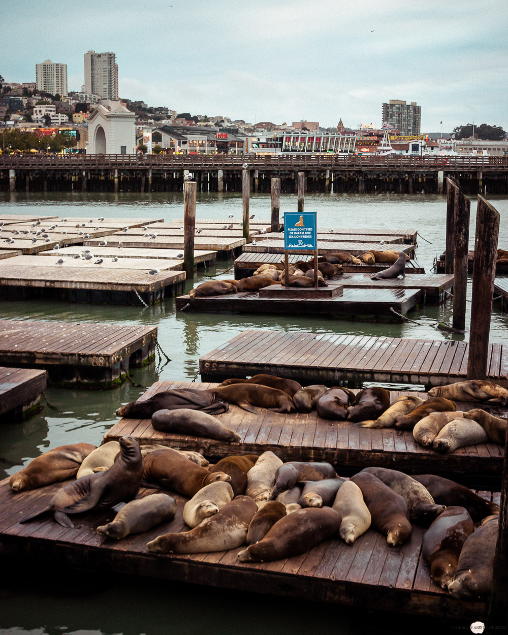 San Francisco Pier 39 Seelöwen