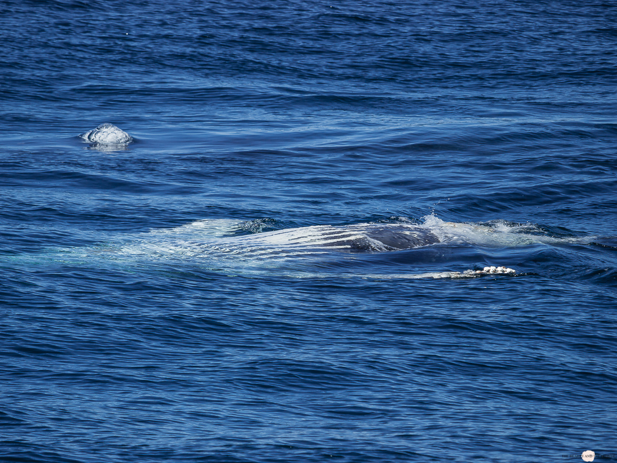 Bauch Buckelwal Humpback Whale Watching Monterey Bay 