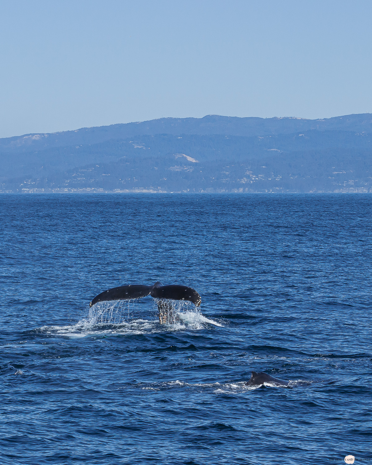 Flosse Buckelwal Humpback Whale Watching Monterey Bay 