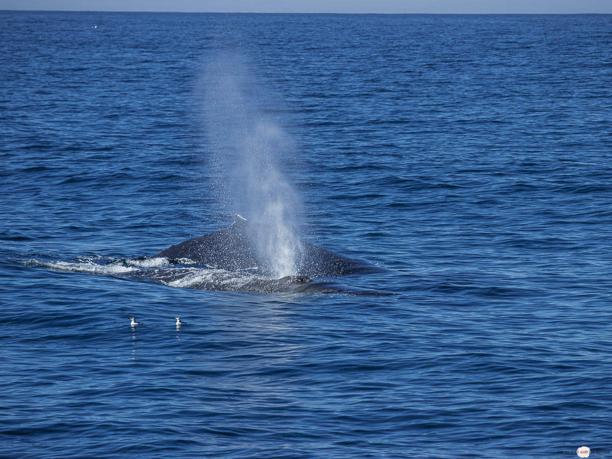 Buckelwal Humpback Whale Watching Monterey Bay 