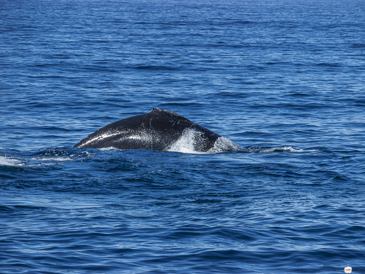 Buckelwal Humpback Whale Watching Monterey Bay 