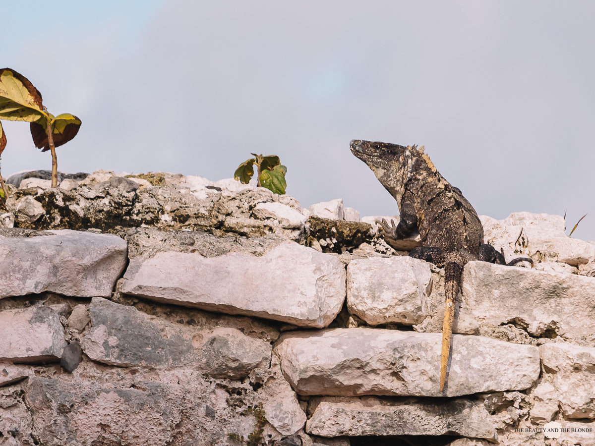 Maya Ruinen Tulum Mexiko