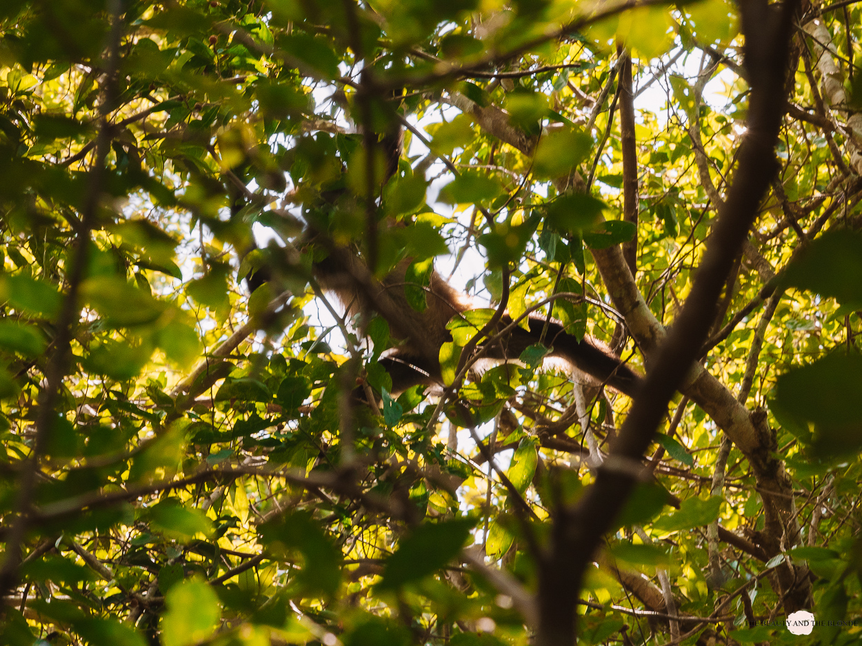 Affen im Dschungel bei Calakmul Mexiko