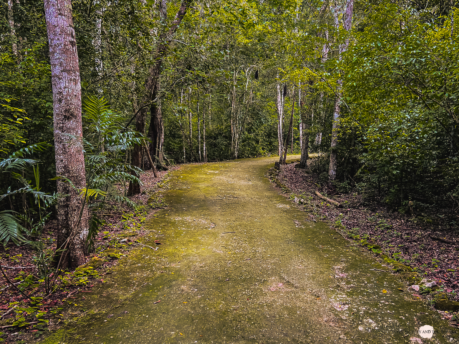 Weg durch den Dschungel von Calakmul 